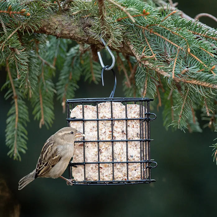 FEEDER SEED CAKE