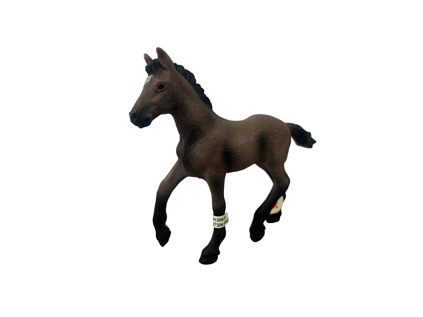 PASO PERUANO FOAL