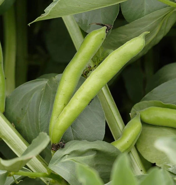 WINDSOR BROAD BEANS