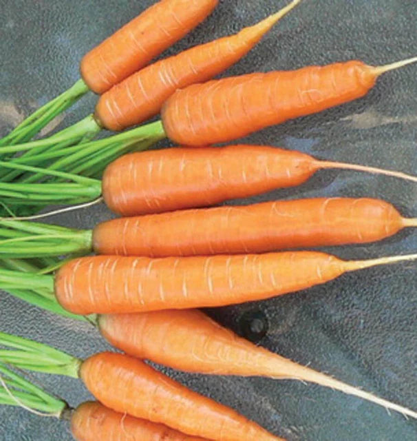 SCARLET NANTES CARROTS