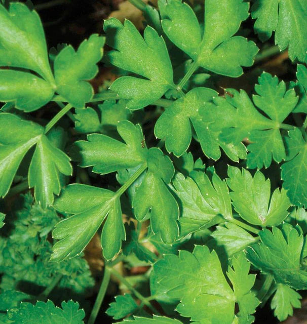 DARK GREEN ITALIAN PARSLEY