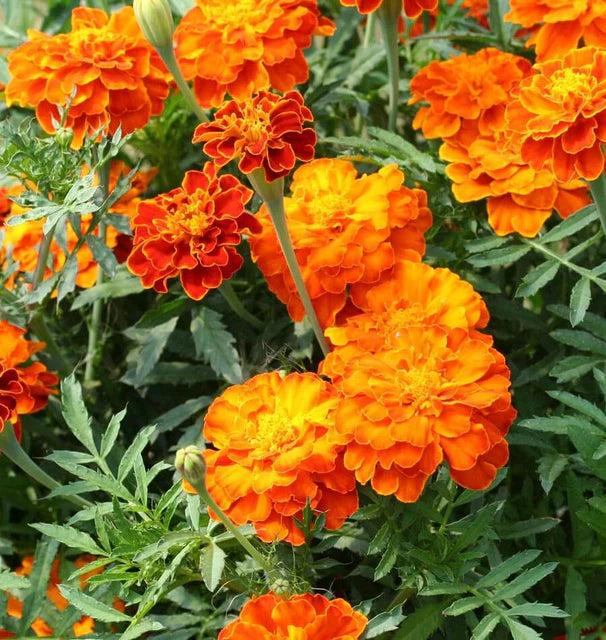 BROCADE MARIGOLDS