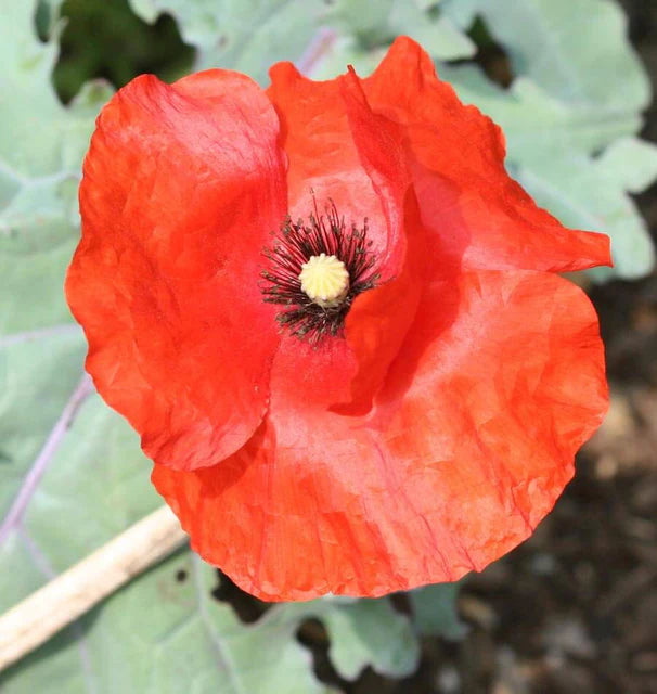 FLANDERS POPPIES