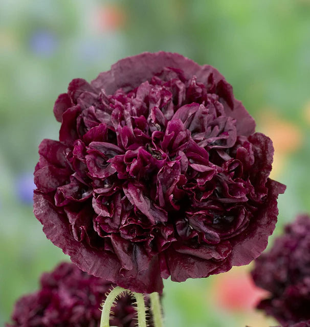BLACK PEONY