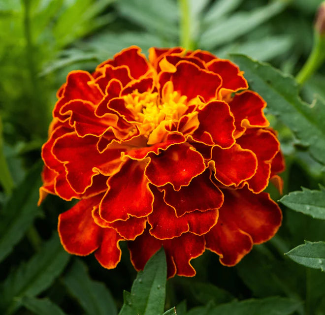 RED CHERRY MARIGOLDS