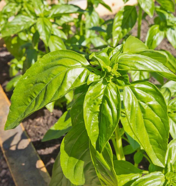 GENOVESE BASIL