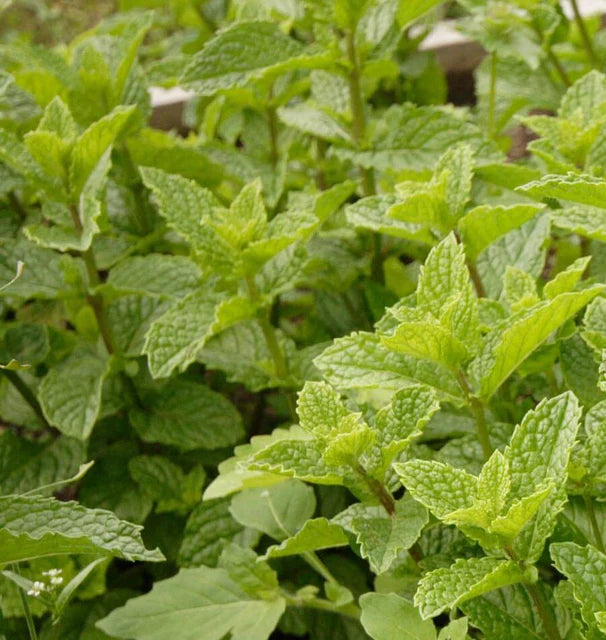 PEPPERMINT MINT