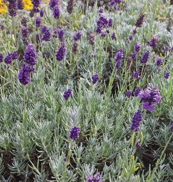 DWARF MUNSTEAD LAVENDER