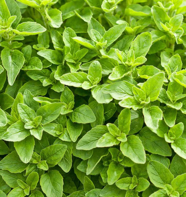GREEK OREGANO