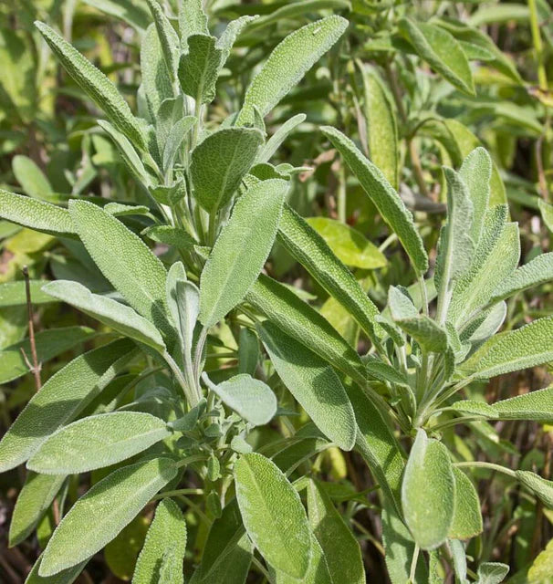 CERES SAGE ORGANIC