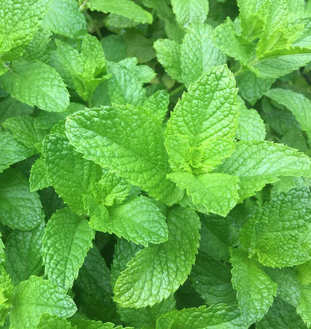SPEARMINT MINT