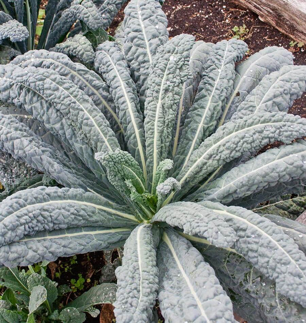 LACINTO KALE