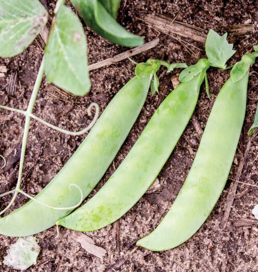 SABRE SHELLING PEAS