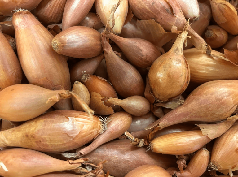 SHALLOT BULBS