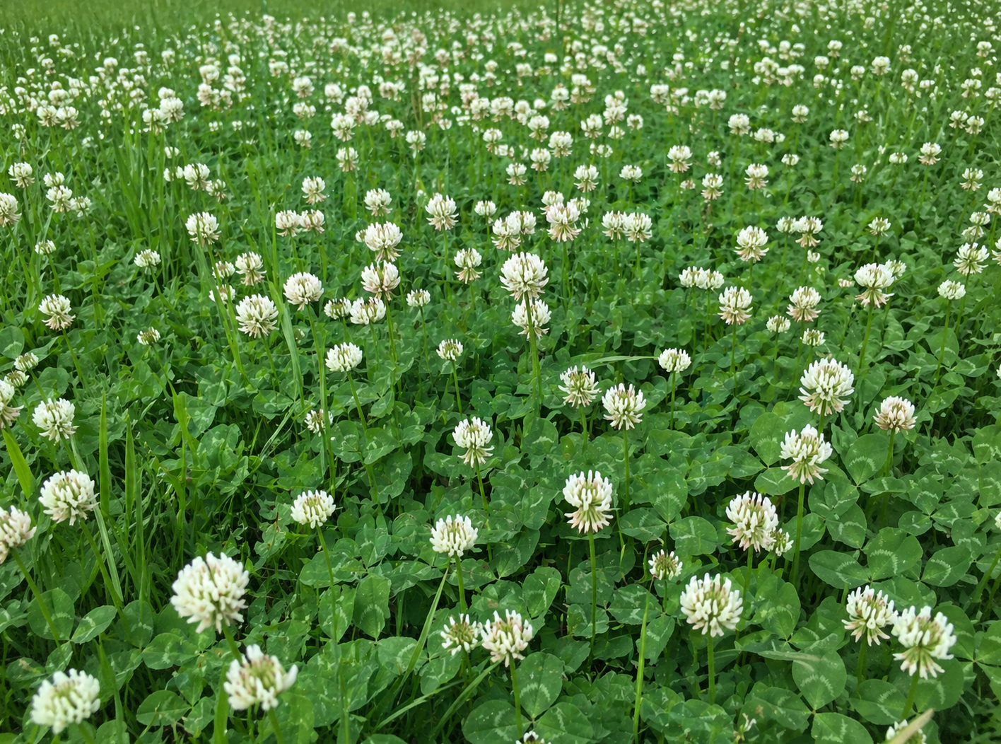 White Dutch Clover Seed – 500 g