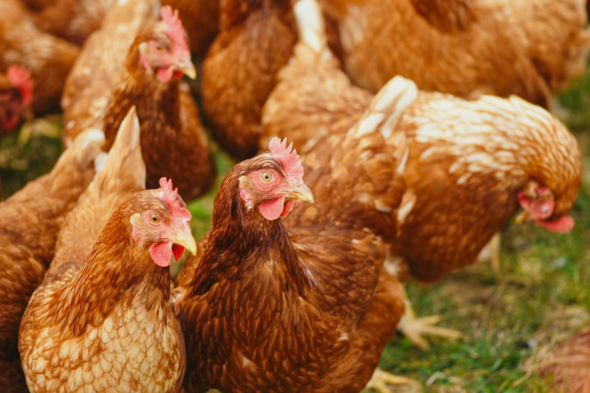 Poultry Feed & Treats