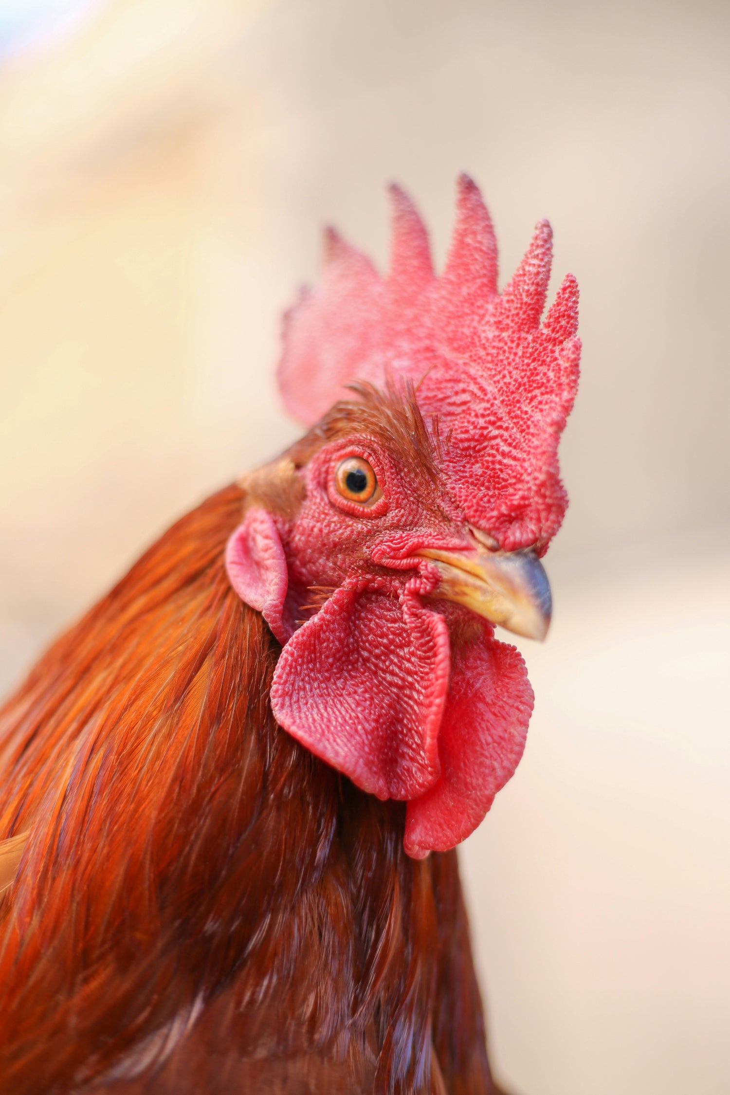 Poultry