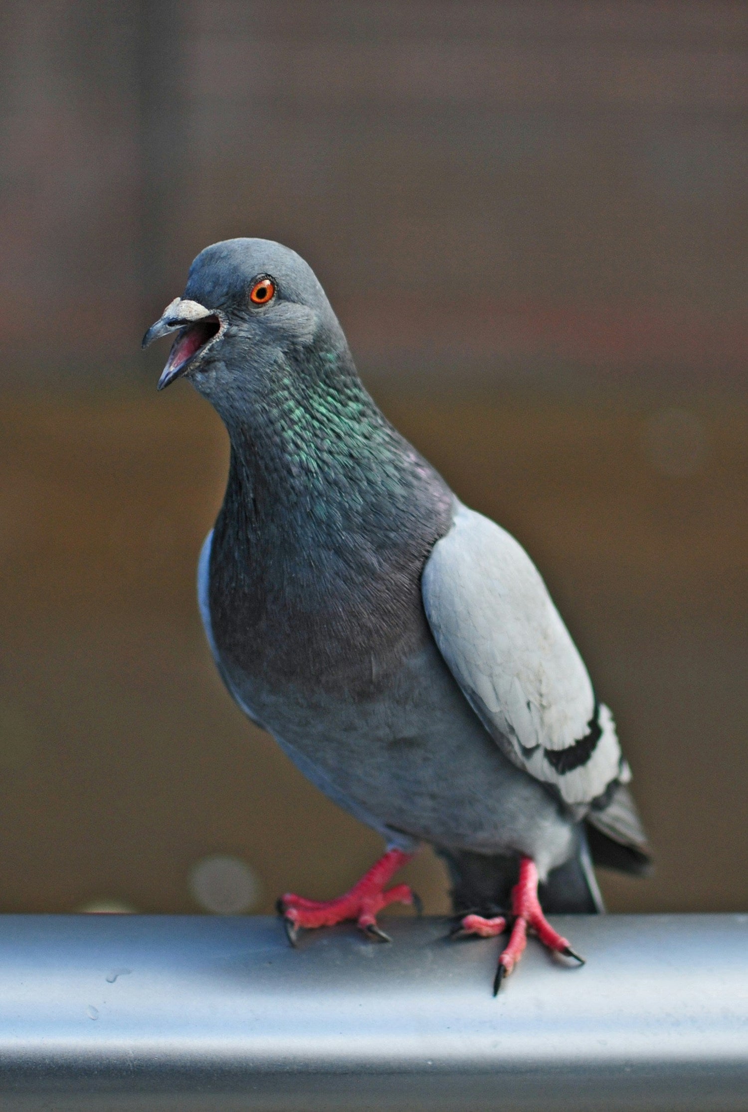 Pigeon