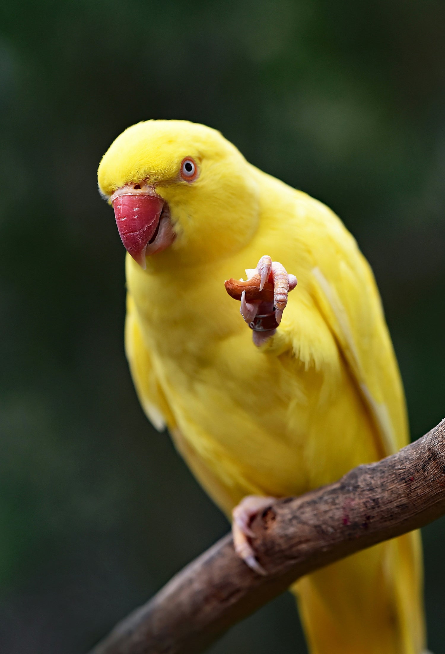 Indoor Bird