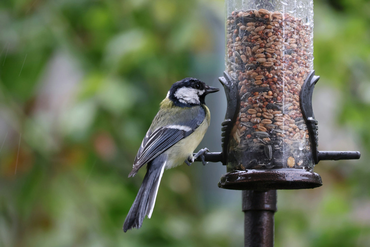 Wild Bird Feed & Accessories