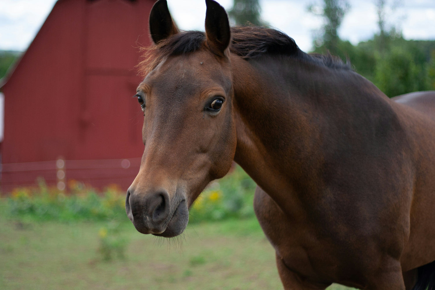 Equine