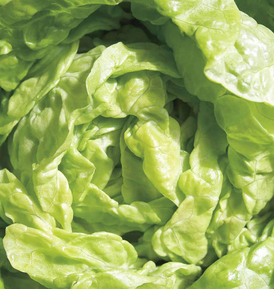 TOM THUMB LETTUCE