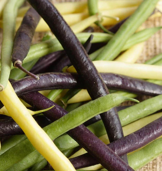 TRICOLOUR BEAN BLEND BUSH BEANS