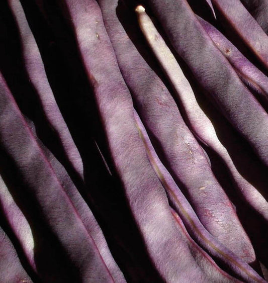 PURPLE PEACOCK POLE BEANS