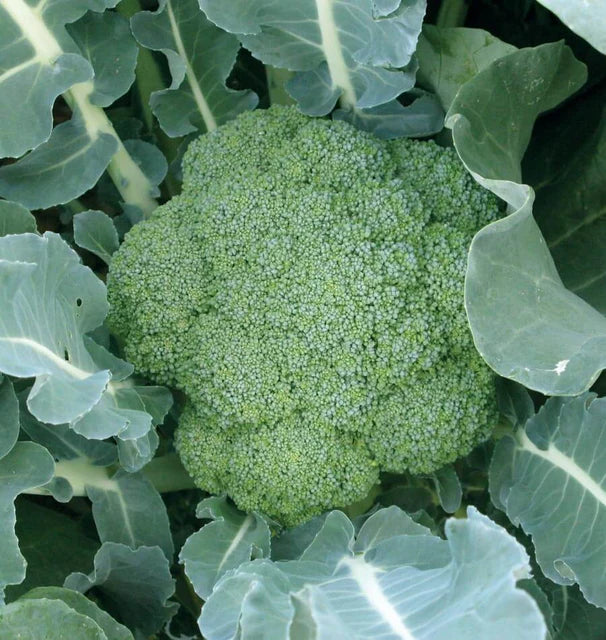 GREEN MAGIC BROCCOLI