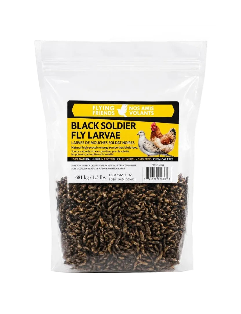 BLACK SOLDIER FLY LARVAE