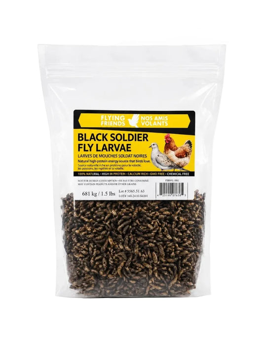 BLACK SOLDIER FLY LARVAE
