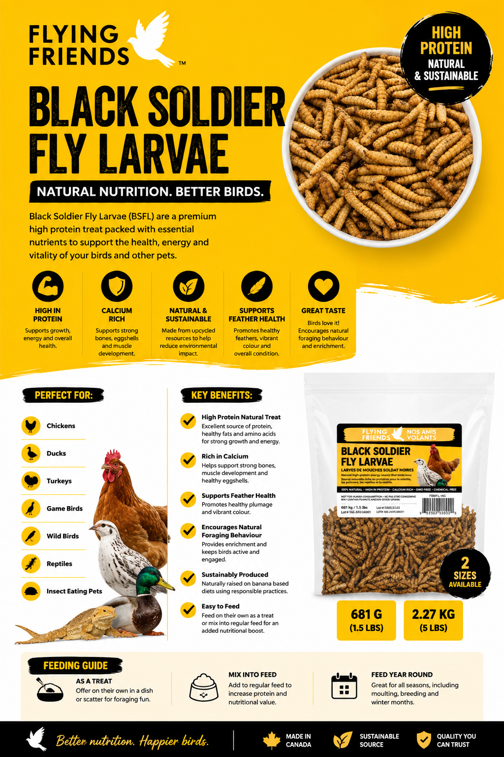 BLACK SOLDIER FLY LARVA