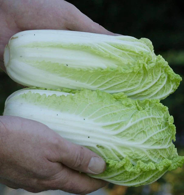 WA WA SAI CABBAGE