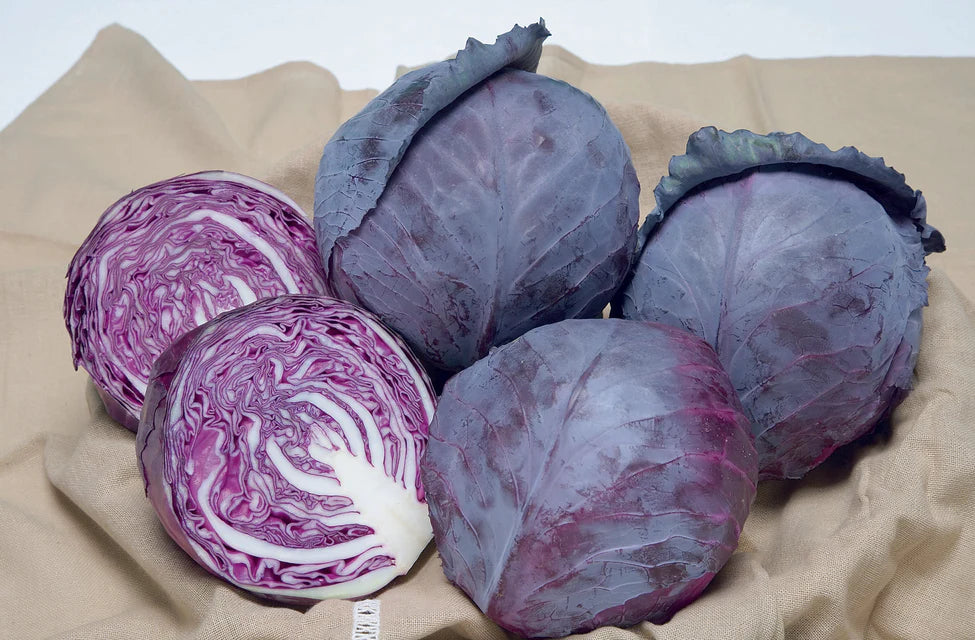 RUBY BALL IMPROVED CABBAGE