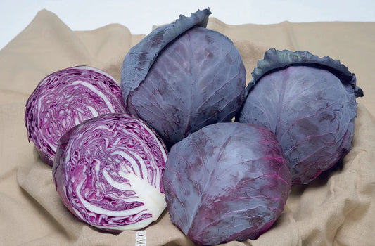 RUBY BALL IMPROVED CABBAGE