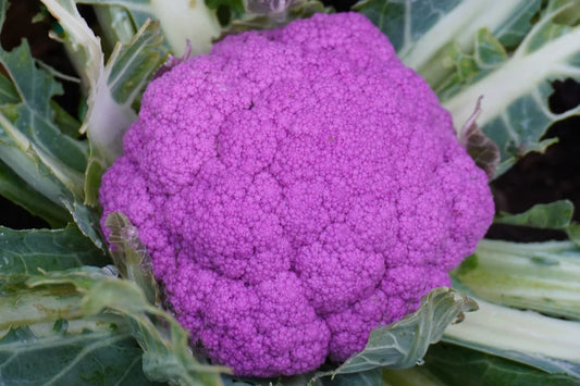 PURPLE MOON CAULIFLOWER