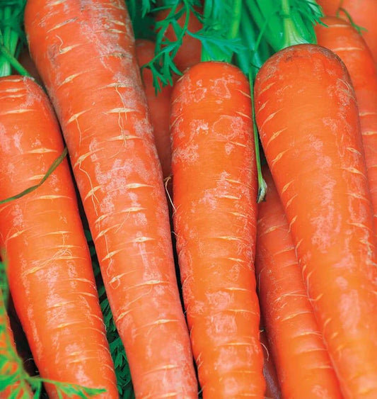 BOLERO CARROTS