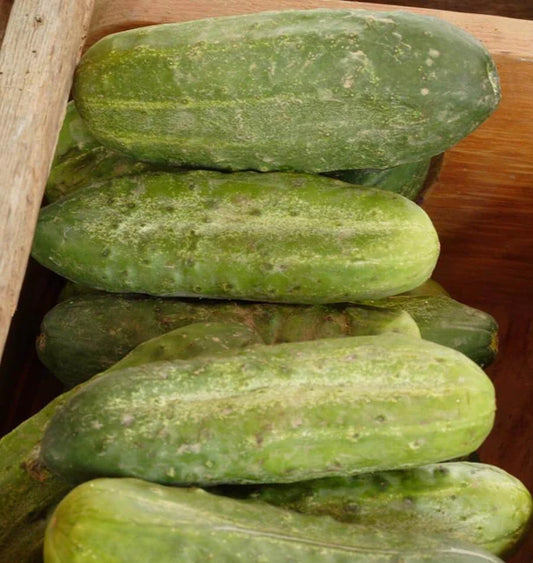 HOMEMADE PICKLES CUCUMBERS