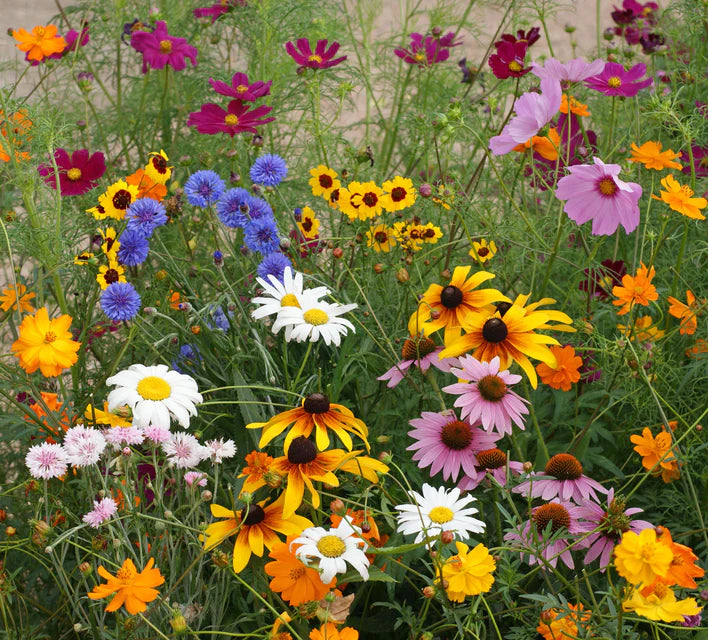 CUT FLOWER BLEND WILDFLOWERS
