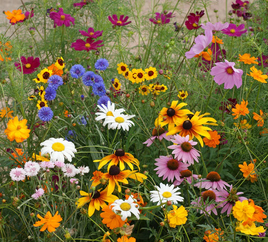 CUT FLOWER BLEND WILDFLOWERS