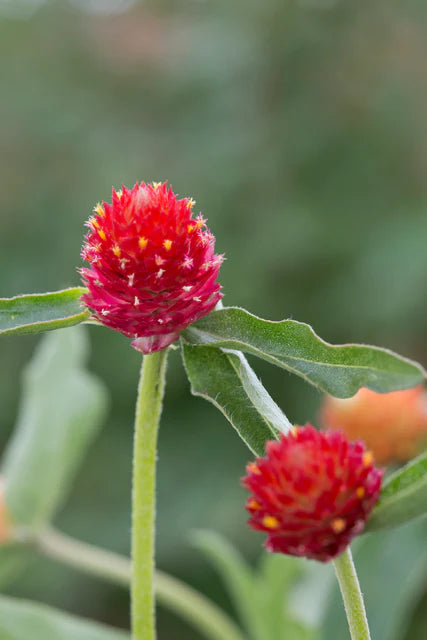 STRAWBERRY FAIR GOMPHRENA