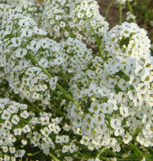 SNOW CLOTH ALYSSUM