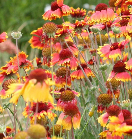 BLANKET FLOWER GAILLARDIA