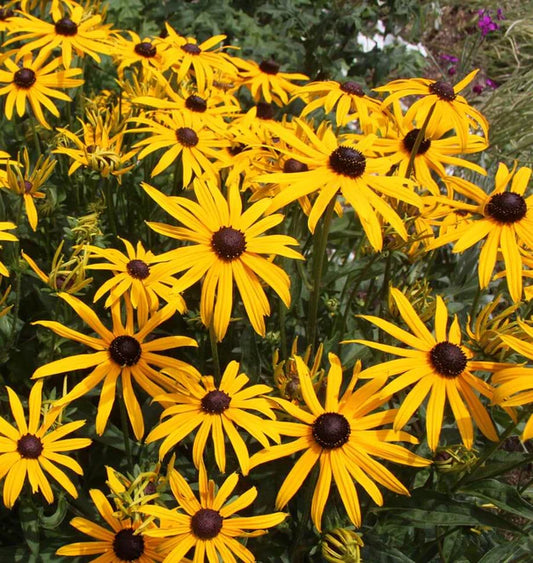 BLACK-EYED SUSANS RUDBECKIA
