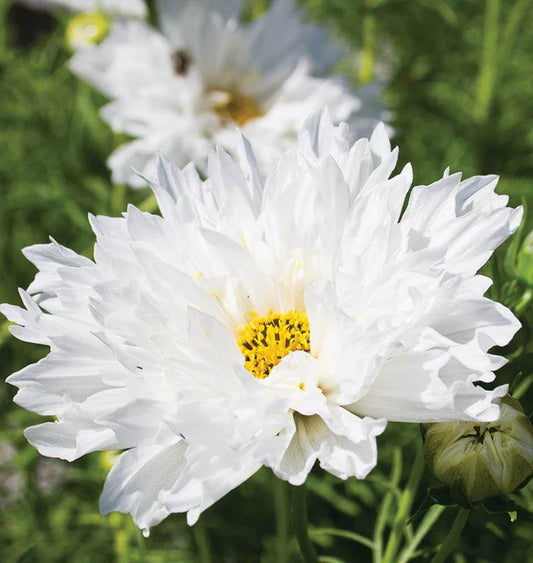 DOUBLE CLICK SNOW PUFF