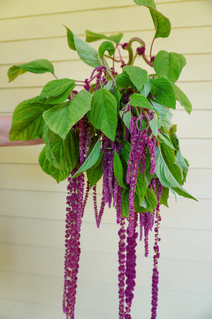 LOVE-LIES-BLEEDING AMARANTH