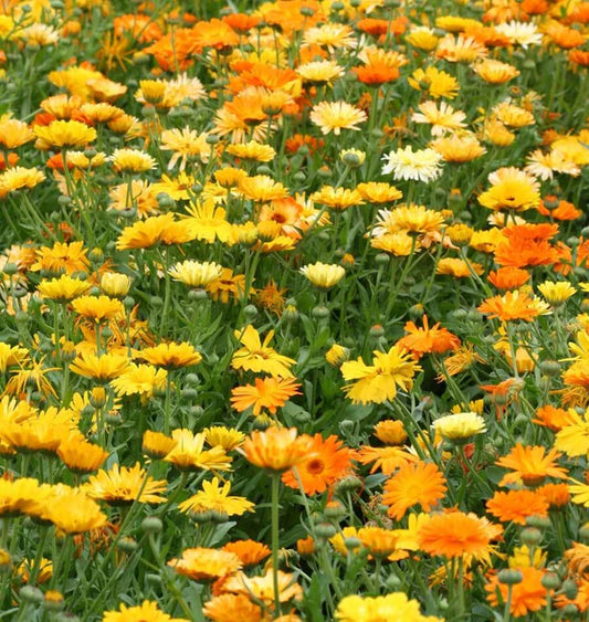 PACIFIC BEAUTY CALENDULA MIX