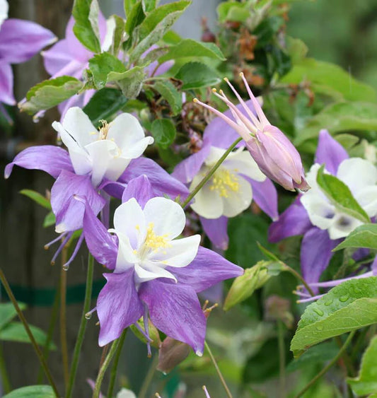 MCKANA GIANT MIX COLUMBINE
