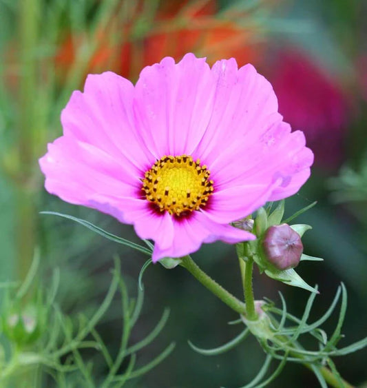 SENSATION COSMOS BLEND