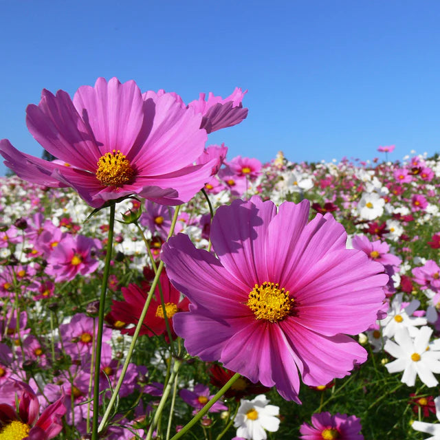 MINI COSMOS BLEND